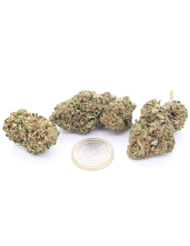 Cannabis legale Amnesia Haze CBD legale - L'erba proibita